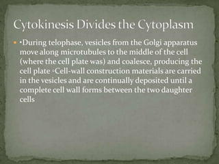  •During telophase, vesicles from the Golgi apparatus

move along microtubules to the middle of the cell
(where the cell plate was) and coalesce, producing the
cell plate ◦Cell-wall construction materials are carried
in the vesicles and are continually deposited until a
complete cell wall forms between the two daughter
cells

 