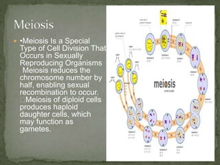  •Meiosis Is a Special

Type of Cell Division That
Occurs in Sexually
Reproducing Organisms
Meiosis reduces the
chromosome number by
half, enabling sexual
recombination to occur.
◾
Meiosis of diploid cells
produces haploid
daughter cells, which
may function as
gametes.

 