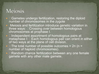  ◾
Gametes undergo fertilization, restoring the diploid








number of chromosomes in the zygote
Meiosis and fertilization introduce genetic variation in
three ways: ◾
Crossing over between homologous
chromosomes at prophase I.
◾
Independent assortment of homologous pairs at
metaphase I: ◾
Each homologous pair can orient in either
of two ways at the plane of cell division.
◾
The total number of possible outcomes = 2n (n =
number of haploid chromosomes).
◾
Random chance fertilization between any one female
gamete with any other male gamete.

 