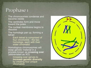 • The chromosomes condense and
•
•
•

•

become visible
The centrioles form and move
toward the poles
The nuclear membrane begins to
dissolve
The homologs pair up, forming a
tetrad
• Each tetrad is comprised of
four chromotids - the two
homologs, each with their
sister chromatid
Homologous chromosomes will
swap genetic material in a
process known as crossing over
(abbreviated as XO)
• Crossing over serves to
increase genetic diversity
by creating four unique
chromatids

 