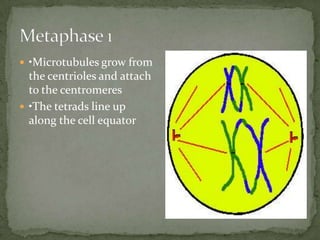  •Microtubules grow from

the centrioles and attach
to the centromeres
 •The tetrads line up
along the cell equator

 