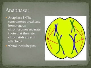  Anaphase I •The

centromeres break and
homologous
chromosomes separate
(note that the sister
chromatids are still
attached)
 •Cytokinesis begins

 