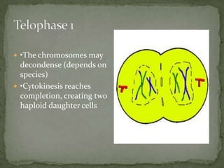  •The chromosomes may

decondense (depends on
species)
 •Cytokinesis reaches
completion, creating two
haploid daughter cells

 