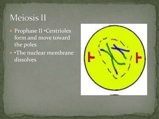  Prophase II •Centrioles

form and move toward
the poles
 •The nuclear membrane
dissolves

 