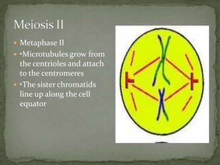  Metaphase II
 •Microtubules grow from

the centrioles and attach
to the centromeres
 •The sister chromatids
line up along the cell
equator

 