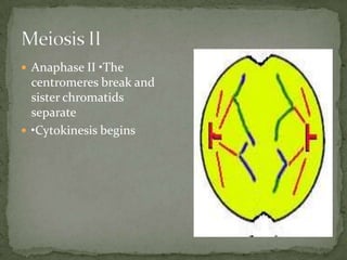  Anaphase II •The

centromeres break and
sister chromatids
separate
 •Cytokinesis begins

 