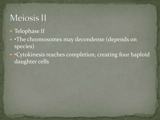  Telophase II
 •The chromosomes may decondense (depends on

species)
 •Cytokinesis reaches completion, creating four haploid
daughter cells

 