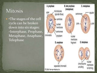  •The stages of the cell

cycle can be broken
down into six stages:
◦Interphase, Prophase,
Metaphase, Anaphase,
Telophase

 