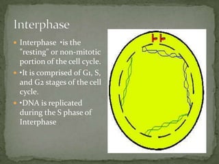  Interphase •is the

"resting" or non-mitotic
portion of the cell cycle.
 •It is comprised of G1, S,
and G2 stages of the cell
cycle.
 •DNA is replicated
during the S phase of
Interphase

 
