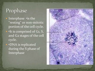  Interphase •is the

"resting" or non-mitotic
portion of the cell cycle.
 •It is comprised of G1, S,
and G2 stages of the cell
cycle.
 •DNA is replicated
during the S phase of
Interphase

 