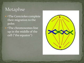  •The Centrioles complete

their migration to the
poles
 •The chromosomes line
up in the middle of the
cell ("the equator")

 