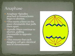  Anaphase •Spindles

attached to kinetochores
begin to shorten.
 •This exerts a force on the
sister chromatids that pulls
them apart.
 •Spindle fibers continue to
shorten, pulling
chromatids to opposite
poles.
 •This ensures that each
daughter cell gets identical
sets of chromosomes

 