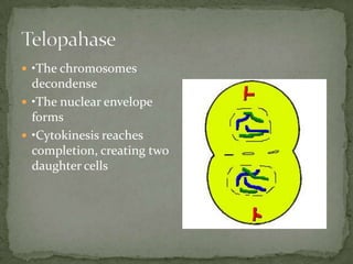  •The chromosomes

decondense
 •The nuclear envelope
forms
 •Cytokinesis reaches
completion, creating two
daughter cells

 