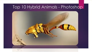 Top 10 Hybrid Animals - Photoshop 
 