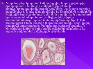  Հարթ էպիթելը կազմված է միմյանց կիպ հարող բջիջներից,
որոնք պատում են մաշկի մակերևույթը, բերանի
խոռոչը, կերակրափողը, թոքաբշտիկները։ Մաշկային էպիթելը
բազմաշերտ է, և նրա ածանցյալներն են եղունգներն ու մազերը։
Գեղձային էպիթելը մտնում է գեղձերի կազմի մեջ և կատարում
հյութազատական գործառույթ։ Աղիքային էպիթելը
մարսողական ուղու պատը ծածկող լորձաթաղանթն է։ Այն
մասնակցում է նաև գեղձերի (ենթաստամոքսային գեղձ, լյարդ,
թքագեղձ) առաջացմանը։ Թարթչավոր էպիթելը պատում է
շնչուղիների խոռոչը։ Էպիթելային բջիջները բազմանում են
արագ և փոխարինում մահացած բջիջներին։
 