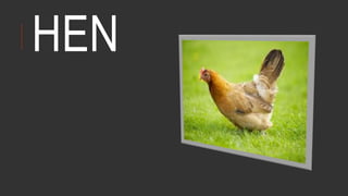 HEN
 