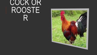COCK OR
ROOSTE
R
 