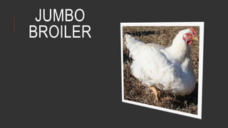 JUMBO
BROILER
 