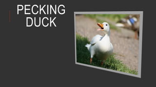 PECKING
DUCK
 