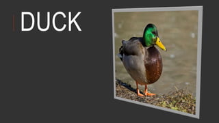 DUCK
 