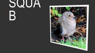 SQUA
B
 