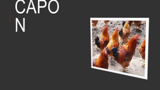 CAPO
N
 