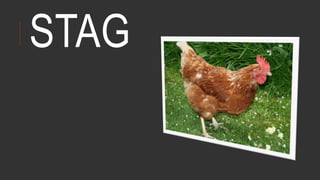 STAG
 