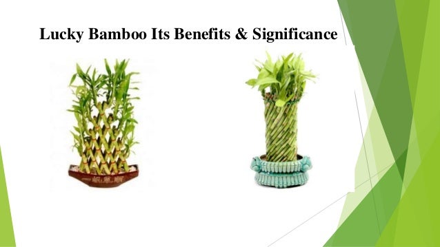 Lucky Bamboo Plant Its Benefits lucky-bamboo-plant-its-benefits