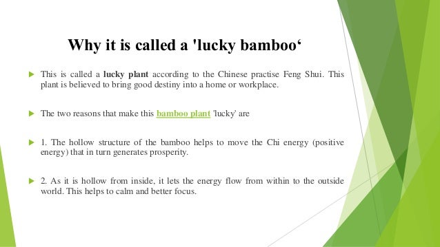 Lucky Bamboo Plant Its Benefits 5-most-important-benefits-of-lucky-bamboo-plant-lucky-bamboo-plants