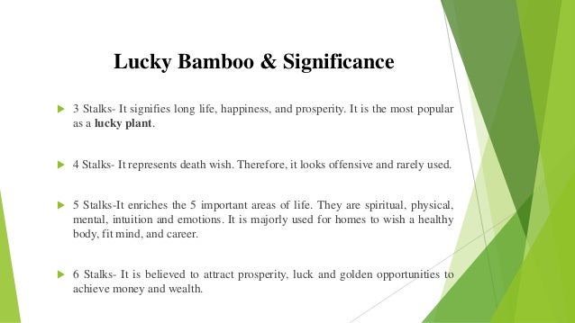 Lucky Bamboo Plant Its Benefits lucky-bamboo-plant-its-benefits