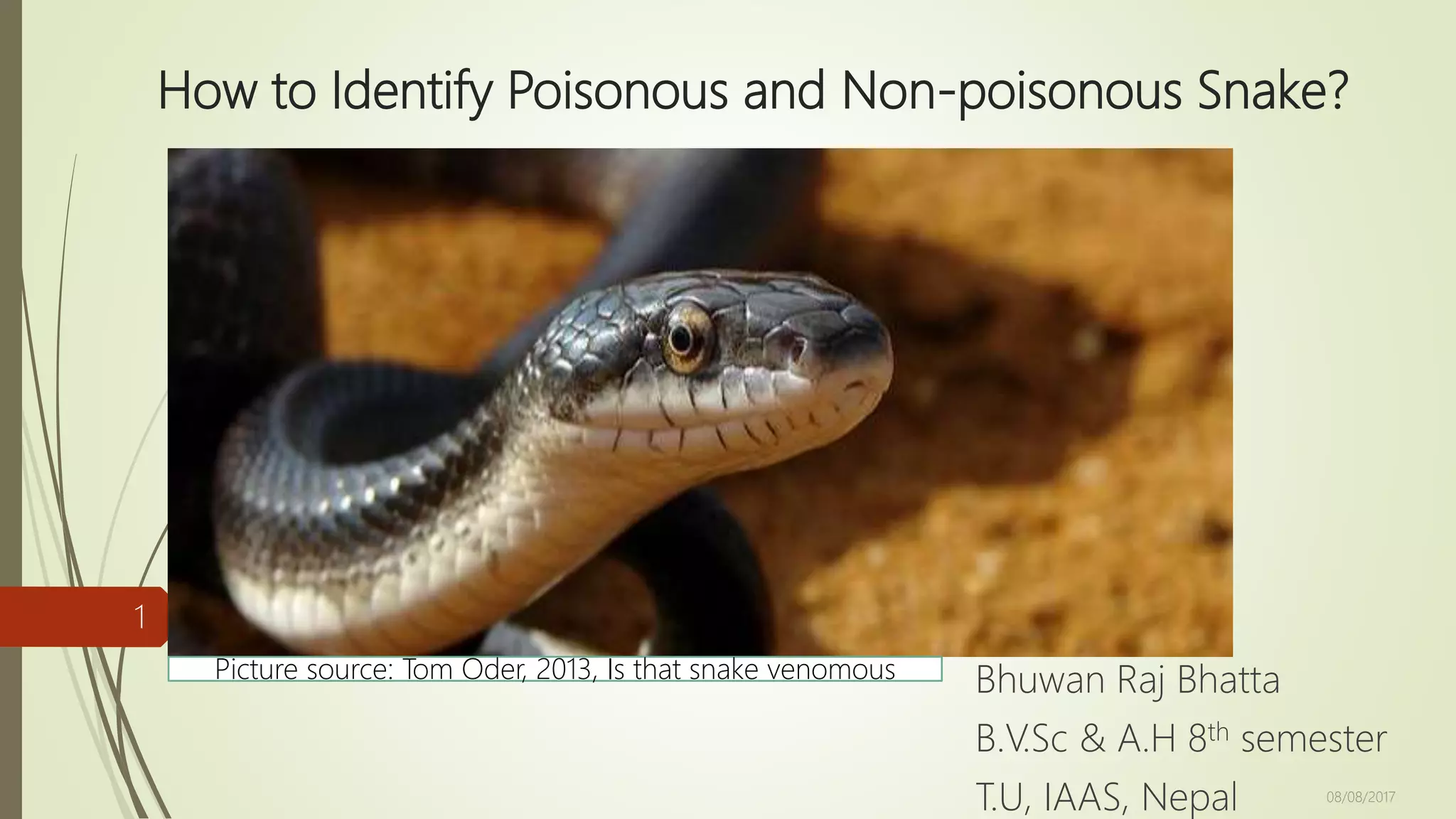 How to Identify Poisonous and Non-poisonous Snake | PPT