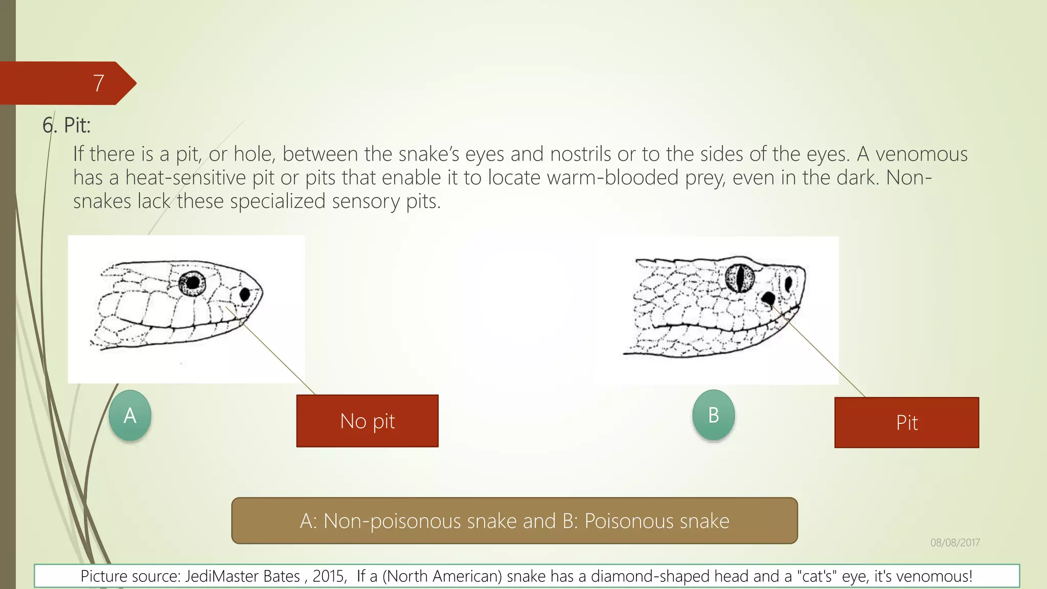 How to Identify Poisonous and Non-poisonous Snake | PPT