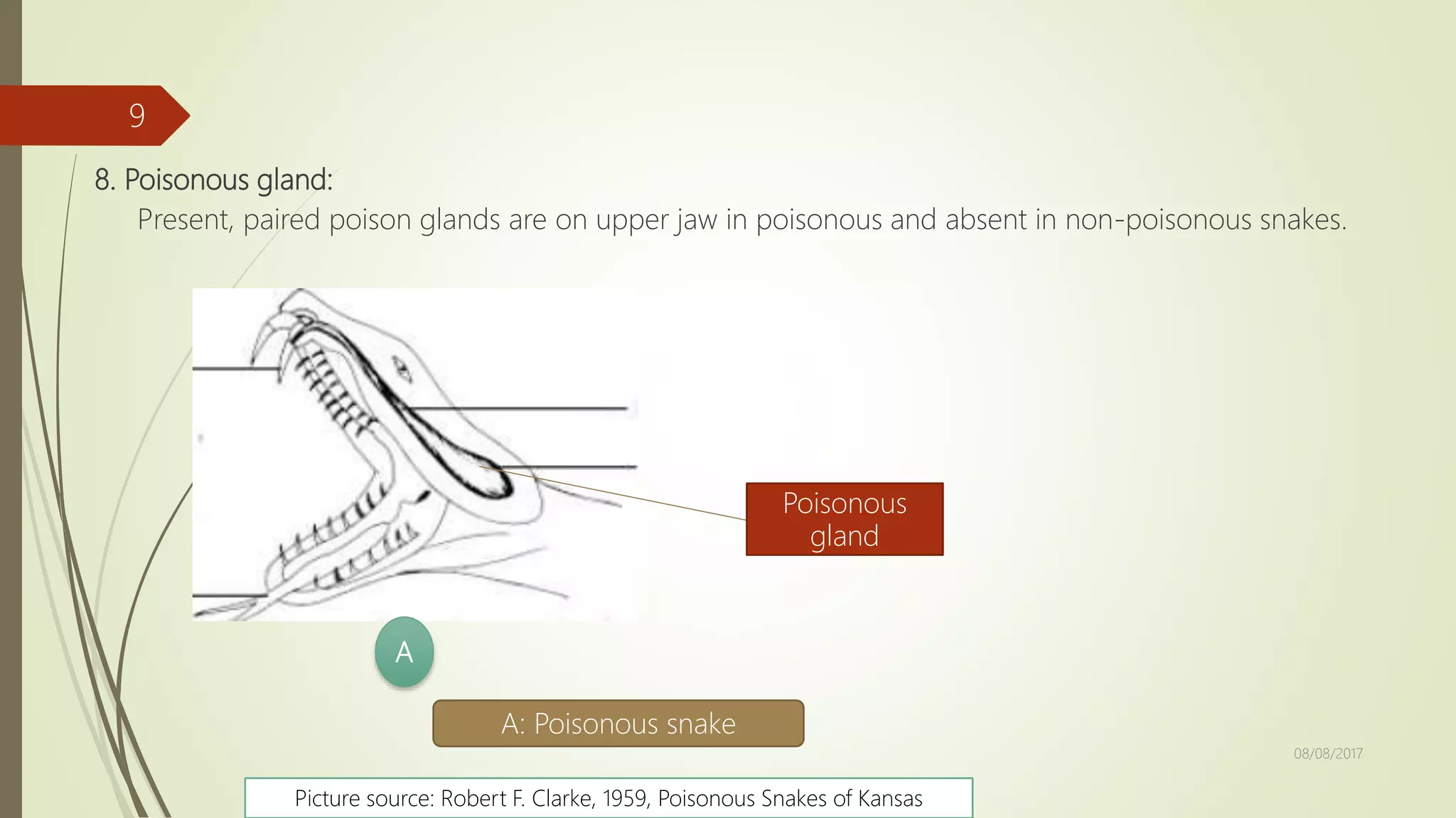 How to Identify Poisonous and Non-poisonous Snake | PPTX
