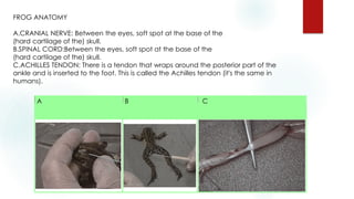 A B C
FROG ANATOMY
A.CRANIAL NERVE: Between the eyes, soft spot at the base of the
(hard cartilage of the) skull.
B.SPINAL CORD:Between the eyes, soft spot at the base of the
(hard cartilage of the) skull.
C.ACHILLES TENDON: There is a tendon that wraps around the posterior part of the
ankle and is inserted to the foot. This is called the Achilles tendon (it's the same in
humans).
 