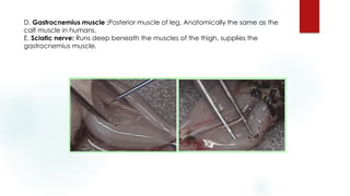 D. Gastrocnemius muscle :Posterior muscle of leg. Anatomically the same as the
calf muscle in humans.
E. Sciatic nerve: Runs deep beneath the muscles of the thigh, supplies the
gastrocnemius muscle.
 