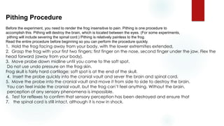 Pithing Procedure
Before the experiment, you need to render the frog insensitive to pain. Pithing is one procedure to
accomplish this. Pithing will destroy the brain, which is located between the eyes. (For some experiments,
pithing will include severing the spinal cord.) Pithing is relatively painless to the frog.
Read the entire procedure before beginning so you can perform the procedure quickly.
1. Hold the frog facing away from your body, with the lower extremities extended.
2. Grasp the frog with your first two fingers: first finger on the nose, second finger under the jaw. Flex the
head forward (away from your body).
3. Move probe down midline until you come to the soft spot.
Do not use undo pressure on the frog skin.
Frog skull is fairly hard cartilage; soft spot is at the end of the skull.
4. Insert the probe quickly into the cranial vault and sever the brain and spinal cord.
5. Move the probe into the cranial vault and move it from side to side to destroy the brain.
You can feel inside the cranial vault, but the frog can’t feel anything. Without the brain,
perception of any sensory phenomena is impossible.
6. Test for reflexes to confirm that sensory perception has been destroyed and ensure that
7. the spinal cord is still intact, although it is now in shock.
 