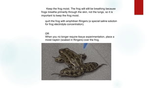 Keep the frog moist. The frog will still be breathing because
frogs breathe primarily through the skin, not the lungs, so it is
important to keep the frog moist.
quirt the frog with amphibian Ringers (a special saline solution
for frog electrolyte concentration).
OR
When you no longer require tissue experimentation, place a
moist napkin (soaked in Ringers) over the frog.
 