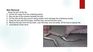 Skin Removal
1. Sever the skin at the hip.
2. Lift the skin away from the underlying fascia
3. Slip one jaw of the scissors beneath the skin
4. Cut the skin all the way around, being careful not to damage the underlying muscle.
5. Grasp the skin with the forceps, hold the frog, and pull the skin down.
6. Remove the skin from the hip down, over the knee, over the ankle, off the toes to expose the
7. musculature of the nerve.
 