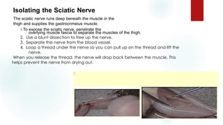 Isolating the Sciatic Nerve
The sciatic nerve runs deep beneath the muscle in the
thigh and supplies the gastrocnmeius muscle.
1:To expose the sciatic nerve, penetrate the
overlying muscle fascia to separate the muscles of the thigh.
2. Use a blunt dissection to free up the nerve.
3. Separate the nerve from the blood vessel.
4. Loop a thread under the nerve so you can pull up on the thread and lift the
nerve.
When you release the thread, the nerve will drop back between the muscle, This
helps prevent the nerve from drying out.
 