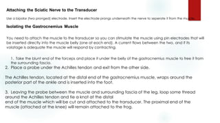Attaching the Sciatic Nerve to the Transducer
Use a bipolar (two pronged) electrode. Insert the electrode prongs underneath the nerve to seperate it from the muscle.
Isolating the Gastrocnemius Muscle
You need to attach the muscle to the transducer so you can stimulate the muscle using pin electrodes that will
be inserted directly into the muscle belly (one at each end). A current flows between the two, and if its
volatage is adequate the muscle will respond by contracting.
1. Take the blunt end of the forceps and place it under the belly of the gastrocnemius muscle to free it from
the surrounding fascia.
2. Place a probe under the Achilles tendon and exit from the other side.
The Achilles tendon, located at the distal end of the gastrocnemius muscle, wraps around the
posterior part of the ankle and is inserted into the foot.
3. Leaving the probe between the muscle and surrounding fascia of the leg, loop some thread
around the Achilles tendon and tie a knot at the distal
end of the muscle which will be cut and attached to the transducer. The proximal end of the
muscle (attached at the knee) will remain attached to the frog.
 