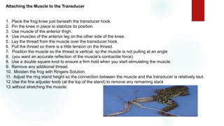 Attaching the Muscle to the Transducer
1. Place the frog knee just beneath the transducer hook.
2. Pin the knee in place to stabilize its position.
3. Use muscle of the anterior thigh.
4. Use muscles of the anterior leg on the other side of the knee.
5. Lay the thread from the muscle over the transducer hook.
6. Pull the thread so there is a little tension on the thread.
7. Position the muscle so the thread is vertical, so the muscle is not pulling at an angle
8. (you want an accurate reflection of the muscle's contractile force).
8. Use a double square knot to ensure a firm hold when you start stimulating the muscle.
9. Remove any additional thread.
10. Moisten the frog with Ringers Solution.
11. Adjust the ring stand height so the connection between the muscle and the transducer is relatively taut.
12.Use the fine adjuster knob (at the top of the stand) to remove any remaining slack
13.without stretching the muscle.
 