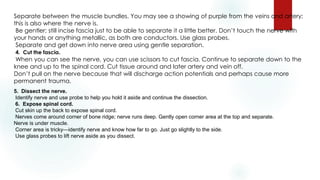 Separate between the muscle bundles. You may see a showing of purple from the veins and artery;
this is also where the nerve is.
Be gentler; still incise fascia just to be able to separate it a little better. Don’t touch the nerve with
your hands or anything metallic, as both are conductors. Use glass probes.
Separate and get down into nerve area using gentle separation.
4. Cut the fascia.
When you can see the nerve, you can use scissors to cut fascia. Continue to separate down to the
knee and up to the spinal cord. Cut tissue around and later artery and vein off.
Don’t pull on the nerve because that will discharge action potentials and perhaps cause more
permanent trauma.
5. Dissect the nerve.
Identify nerve and use probe to help you hold it aside and continue the dissection.
6. Expose spinal cord.
Cut skin up the back to expose spinal cord.
Nerves come around corner of bone ridge; nerve runs deep. Gently open corner area at the top and separate.
Nerve is under muscle.
Corner area is tricky—identify nerve and know how far to go. Just go slightly to the side.
Use glass probes to lift nerve aside as you dissect.
 