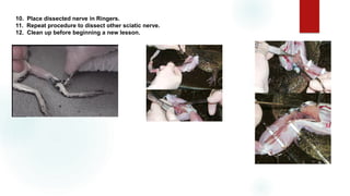 10. Place dissected nerve in Ringers.
11. Repeat procedure to dissect other sciatic nerve.
12. Clean up before beginning a new lesson.
 