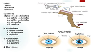 Reflexs
1.Theory
2.Procedure
3.Questions
Experiments
a.Spinal reflex (Tendon reflex)
a.a. patellar tendon reflex
a.b. achilles tendon reflex
a.c. bicep reflex
a.d. questions
b. Visual reflexes
b.a.pupillary reflex
b.b. nystagmatism
b.c.questions
c. Auditory reflex
c.a.procedure
c.b. questions
d. Other reflexes
 