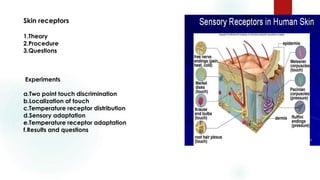 Skin receptors
1.Theory
2.Procedure
3.Questions
Experiments
a.Two point touch discrimination
b.Localization of touch
c.Temperature receptor distribution
d.Sensory adaptation
e.Temperature receptor adaptation
f.Results and questions
 