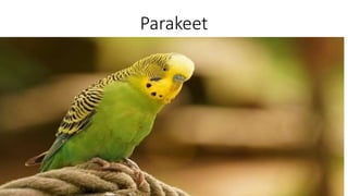 Parakeet
 