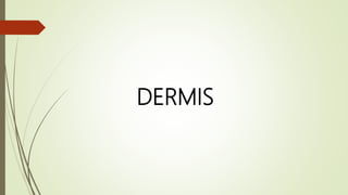 DERMIS
 