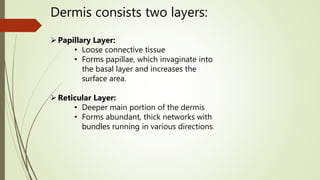 Dermis consists two layers:
Papillary Layer:
• Loose connective tissue
• Forms papillae, which invaginate into
the basal layer and increases the
surface area.
Reticular Layer:
• Deeper main portion of the dermis
• Forms abundant, thick networks with
bundles running in various directions.
 