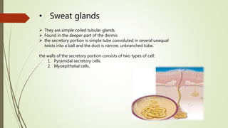 • Sweat glands
 They are simple coiled tubular glands.
 Found in the deeper part of the dermis
 the secretory portion is simple tube convoluted in several unequal
twists into a ball and the duct is narrow, unbranched tube.
the walls of the secretory portion consists of two types of cell:
1. Pyramidal secretory cells.
2. Myoepithelial cells.
 