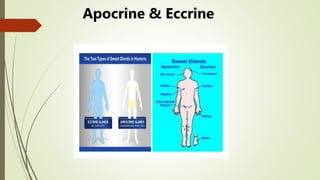 Apocrine & Eccrine
 